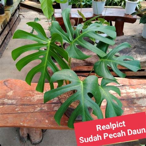 Jual Tanaman Hias Monstera Borsigiana Daun Besar Pohon Monstera