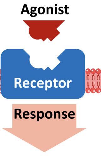 Drug Receptor Interactions 1 And 2 Flashcards Quizlet