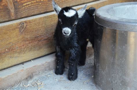 African Pygmy Goat Kid Born at the Maryland Zoo - Vetstreet | Vetstreet