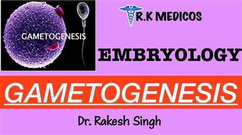 EMBRYOLOGY GAMETOGENESIS OOGENESIS SPERMATOGENESIS PART 1 R