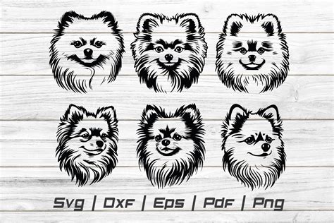 Pomeranian Puppy Cut