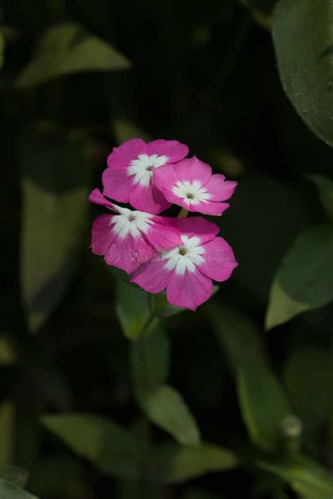 Annual Phlox Is An Annual Growing From Seed Each Year The Branches