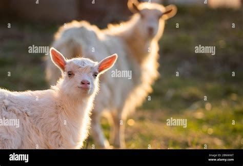 Cute Little Goatling And Goat Stock Photo Alamy