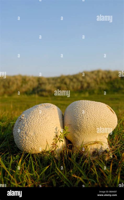 Mosaic Puffball Hi Res Stock Photography And Images Alamy