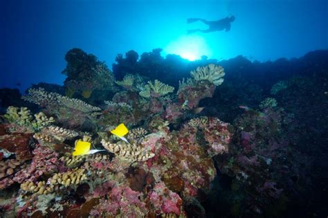 Plong E Sur La Biodiversit D Un R Cif Corallien Vairao Tahiti