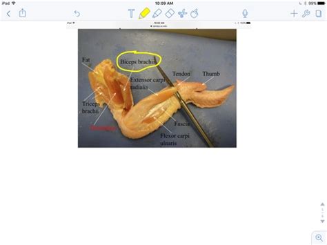 A P Practical Chicken Wing Dissection Flashcards Quizlet