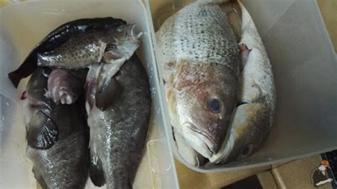 Jenis Ikan Laut Dalam Malaysia Amie S Little Kitchen Kenali Pelbagai