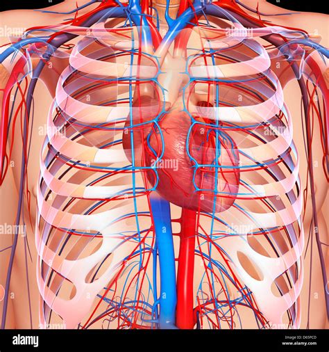 Chest Anatomy Hi Res Stock Photography And Images Alamy