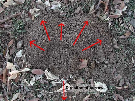 Gopher Holes in Yard (What Look Like / Get Rid of Gopher Holes)