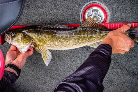 Walleye vs Perch: What's the Difference? - Fishstainable