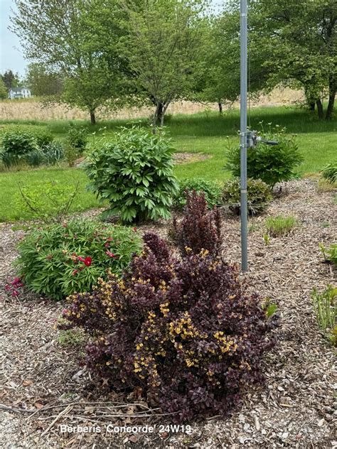 Photo Of The Entire Plant Of Japanese Barberry Berberis Thunbergii