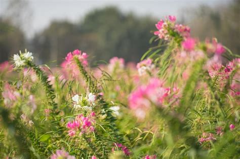 Premium Photo | Pink flower field garden