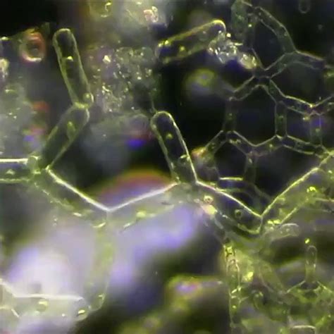 Wonder of Science on Twitter: "A microscopic tardigrade going for a ... 