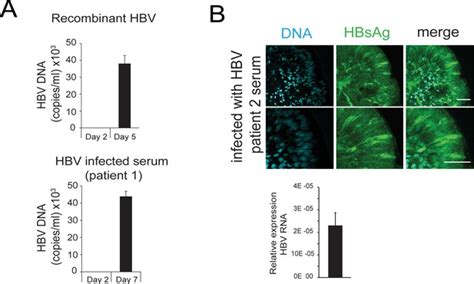 Figures And Data In Application Of Human Liver Organoids As A Patient