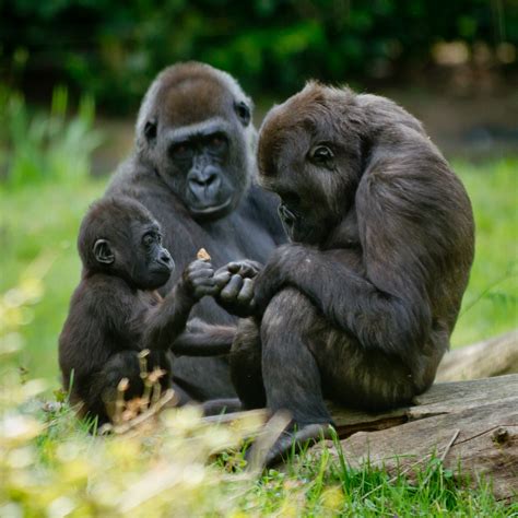 Developers To Commence Bulldozing Of Last-Remaining Gorilla Habitat To ...