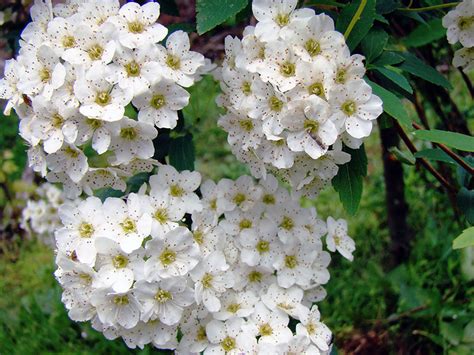 Спирея Вангутта (Spiraea vanhouttei) | САДПРОЕКТ