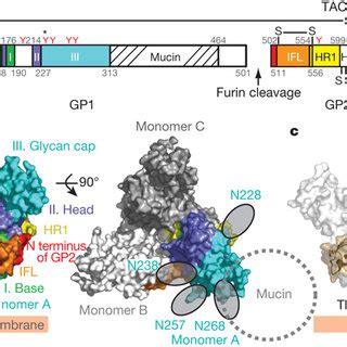 Structure Of Zaire EBOV GP A Domain Schematic Of GP Domains Observed