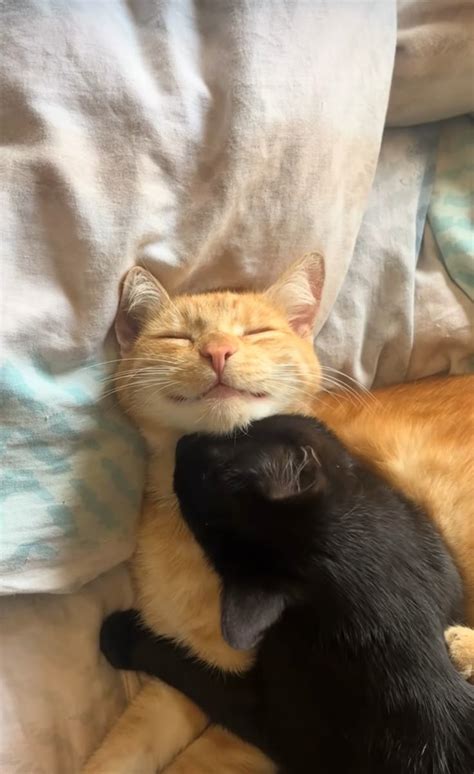 Wlw Aesthetic Ideas In Girlfriend Goals Lesbian Couple