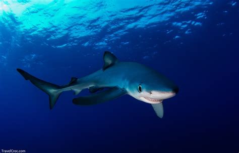 Are There Sharks in the Mediterranean Sea? Complete Shark List