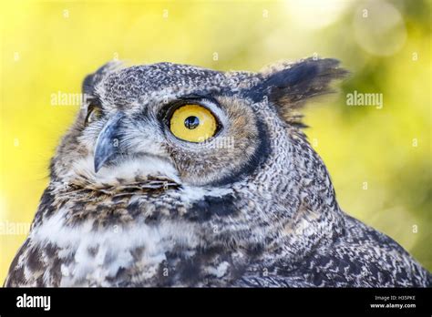 Great American Horned Owl Stock Photo Alamy