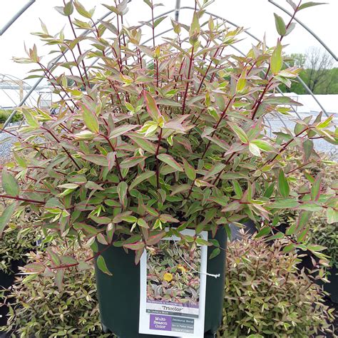 Tricolor Variegated St John S Wort Grown By Overdevest