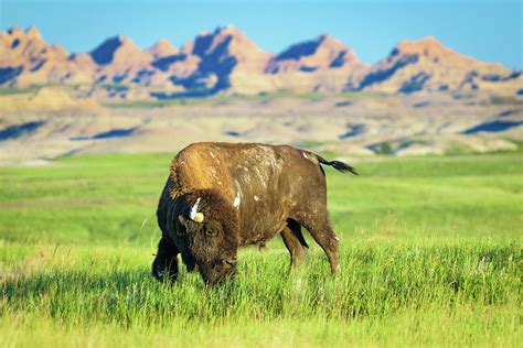 Badlands Bison Photograph by Zach Hall - Pixels