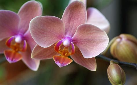 Phalaenopsis Orchid wallpaper | 1920x1200 | #31303