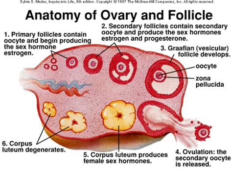 Female Reproductive Tract Gross Anatomy The Cow Flashcards Quizlet