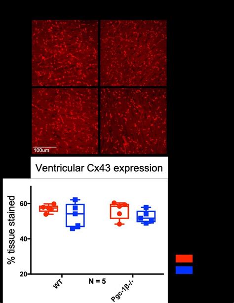 Immunofluorescence Analysis Of Ventricular Cx43 Expression A