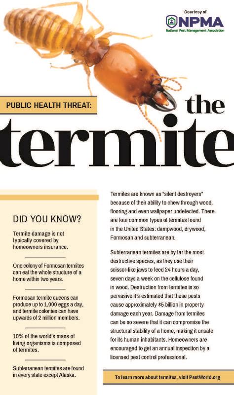 190 Termite Control Infographic Ideas Termite Control Termites Pest