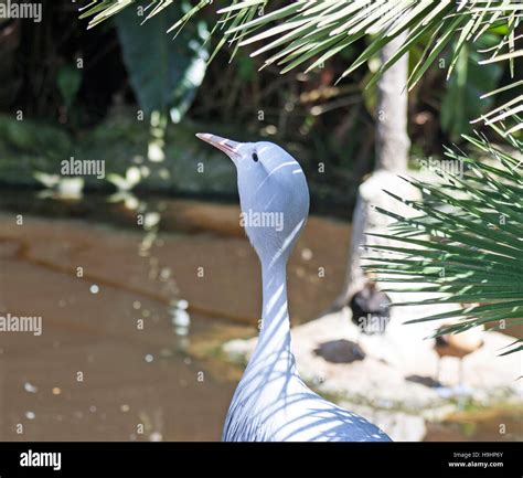 Blue crane bird hi-res stock photography and images - Alamy