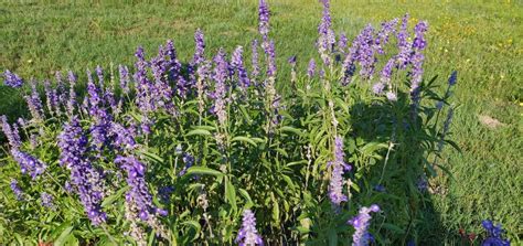 Beautiful Mealy Cup Sage Salvia Seeds For Pollinators Butterfly Salvia