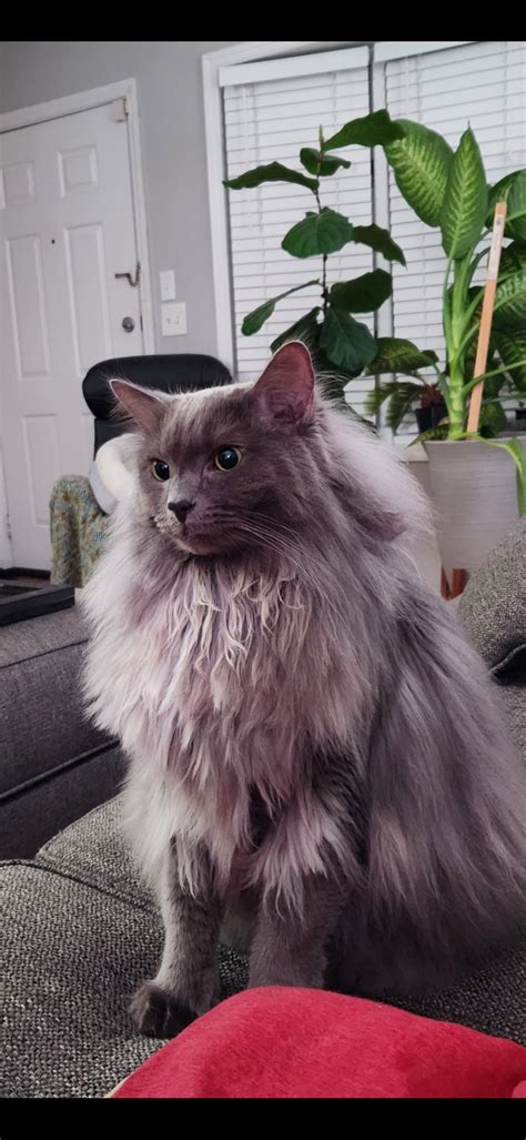 Nebelung? | TheCatSite