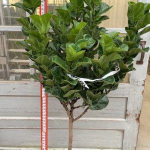 Ficus Daniella Braid Net Tri State Foliage In House Availability