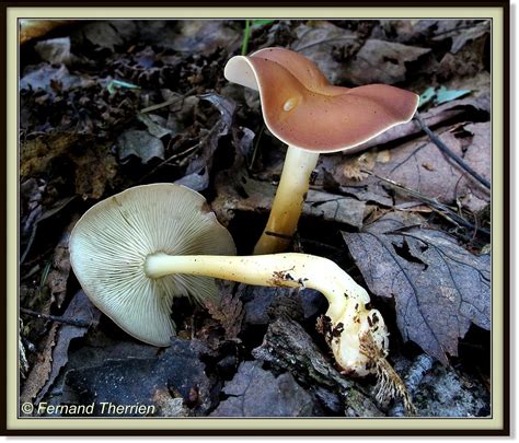 Gymnopus dryophilus Collybie du chêne Sainte Famille Îl Flickr