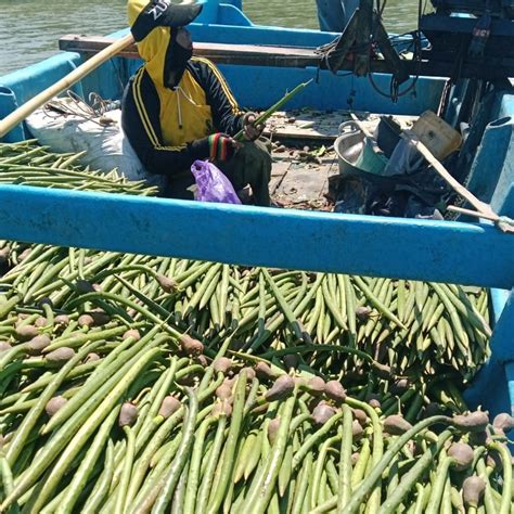 Benih Propagul Mangrove Rhizopora