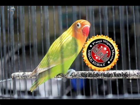 Suara Burung Love Bird Mbak Surat Sukses Ukir Prestasi Di Valentine