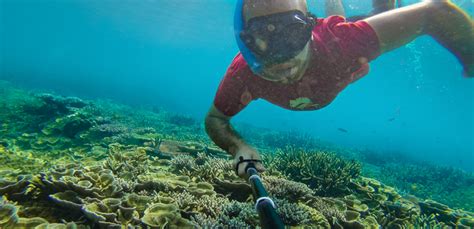 Snorkeling the Great Barrier Reef