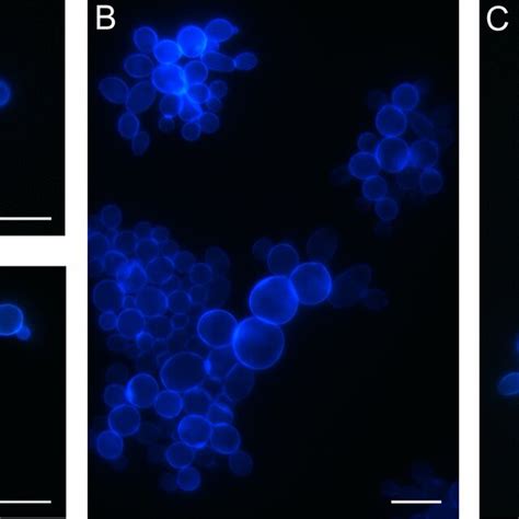 Images Of Aggregates Of C Albicans Cells After The Staining With