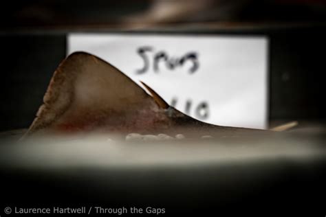 gaps newlyn fishing news cornwall uk fish commercial