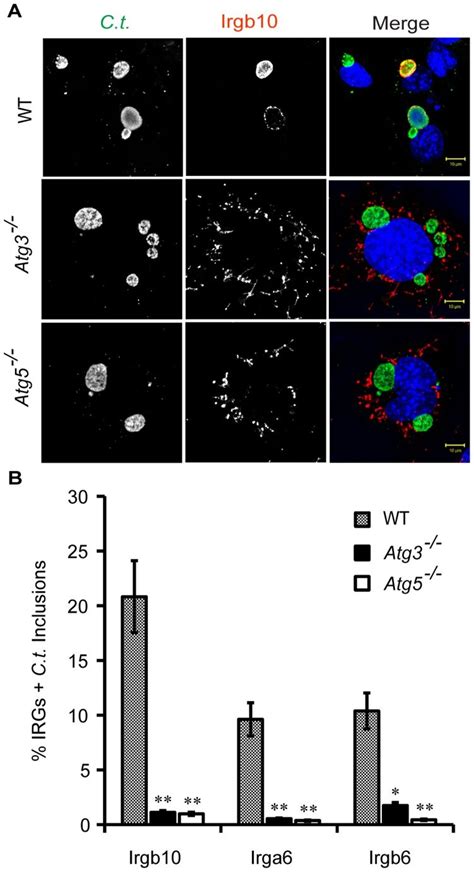 A And B Wt Atg And Atg Mefs Were Infected With C