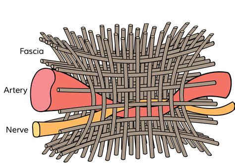 Fascia And Fascial Adhesions Clear Passage