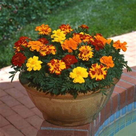 French Marigold Safari Mix Seeds Available