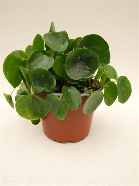 Planta Verde Pilea Peperomioides En Maceta De Cm Leroy Merlin