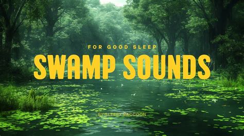 Swamp Sounds Frogs Crickets Night Forest Nature Sleep Study