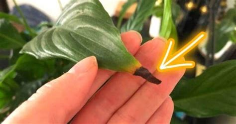 Pourquoi Les Pointes Des Feuilles Des Plantes Deviennent Elles Brunes