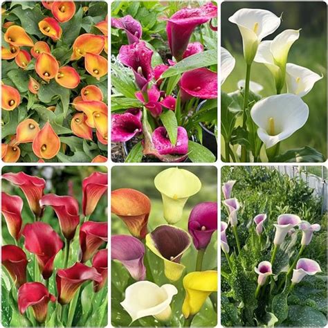 Calla Lily Bulbs For Saleiridescentcalla Lily Plantsprofessional