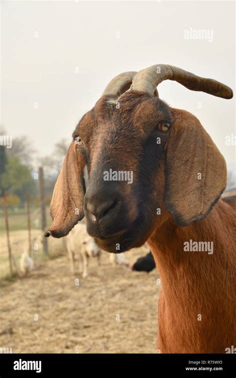 Head And Face Of Brown Nubian Goat With Horns Sheep And Chickens At