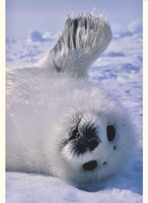 Adorable Baby Harp Seal Rolling In The Snow Cute Baby Animals Cute