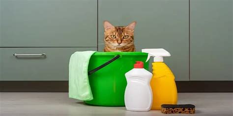 Why Do Cats Like Bleach